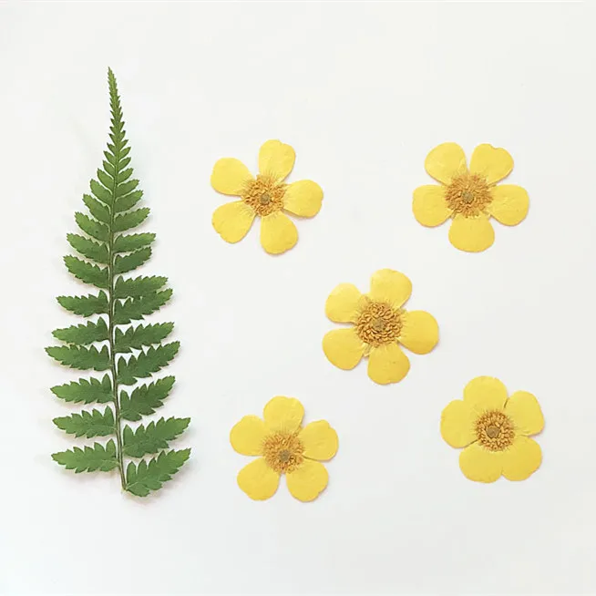 1.5-2cm/24pcs,Nature Real Butt - đánh giá và giá Holiday Candle Set
